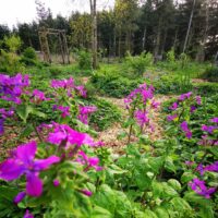 Flerårige planter i en skovhave