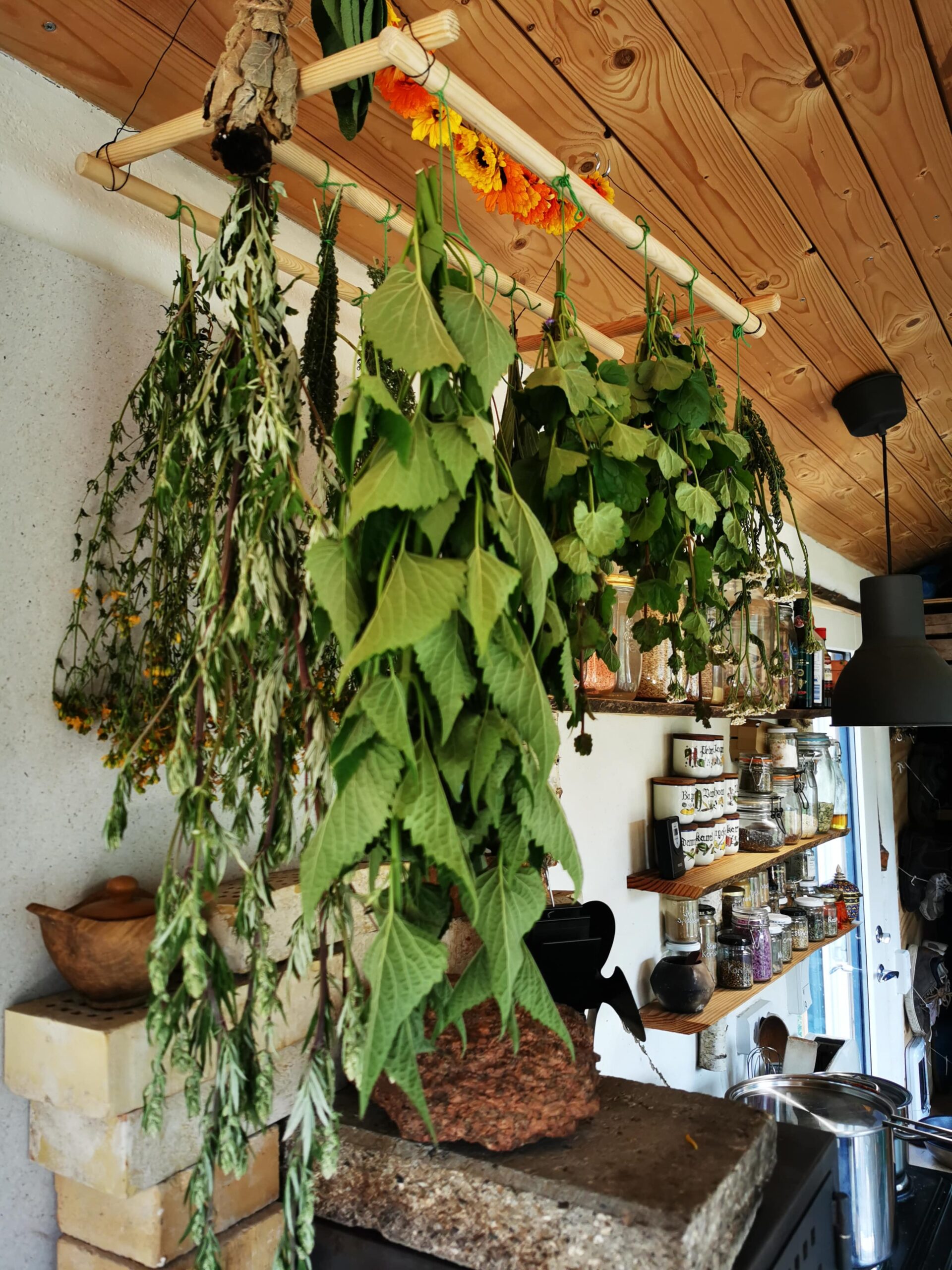 Medicinske planter med fokus på dit eget husapotek - 14. februar - Billede 4