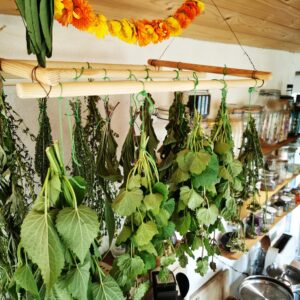 x AFHOLDT kursus - Medicinske planter med fokus på te og tinktur