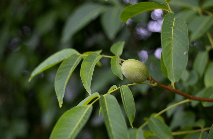 Nøddetræer i Danmark - Danske Nødder